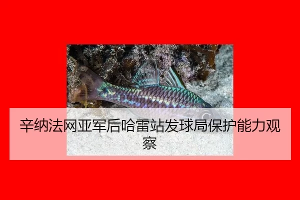 辛纳法网亚军后哈雷站发球局保护能力观察
