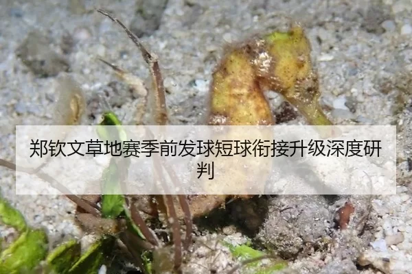 郑钦文草地赛季前发球短球衔接升级深度研判